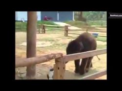 tiere die denken sie sind babys