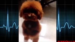 Tiere reagieren auf Musikinstrumente tiere reagieren auf musikinstrum