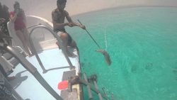 Tintenfisch rächt sich an seinem Jäger tintenfisch raecht sich an seine