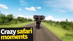 top 20 der verruecktesten safari