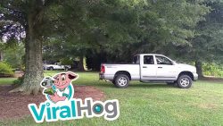 truck faellt einen baum 1