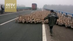 ueber 1300 gaense auf der autoba 1