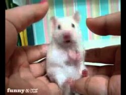 ueberraschter hamster nach furz