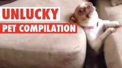 unlucky pet compilation