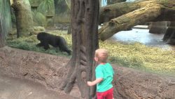 Versteckspiel mit Gorilla-Baby versteckspiel mit gorilla baby