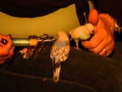 voegel fuettern der neue vogelfl