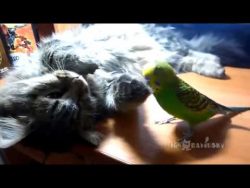 vogel kuschelt mit katze