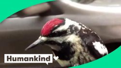 vogel per taxi unterwegs