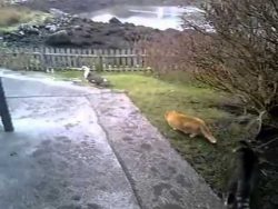 Vogeljagd wird gestört durch zweite Katze vogeljagd wird gestoert durch zw