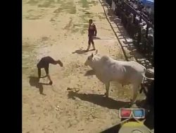 vom bullen auf die hoerner genom