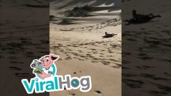 vom strand ins meer surfen