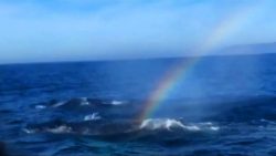 wal macht einen regenbogen im me