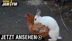 Warum feiern wir Ostern? Eine kleine Umfrage dazu warum feiern wir ostern eine kle