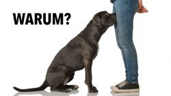 Warum Hunde den Intimbereich beschnuppern warum hunde den intimbereich bes
