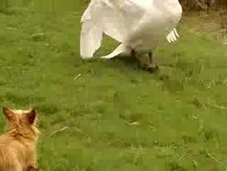 Was für ein braver Wachhund was fuer ein braver wachhund