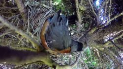 was fuer ein frecher eier dieb