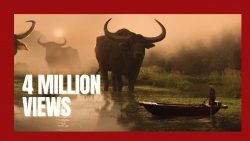 was fuer ein grosser bueffel