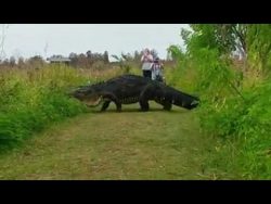 was fuer ein grosses krokodil