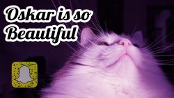 was fuer eine schoene katze