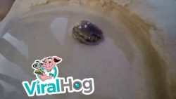 was versteckt sich nur in dieser