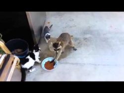 Waschbär will Essen klauen waschbaer will essen klauen