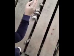 waschbaeren unter einer holzterr