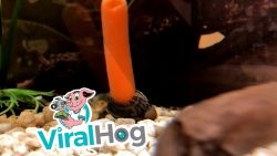 Wasserschnecken spielen mit Möhre wasserschnecken spielen mit moeh