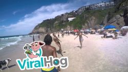 wenn der hund mit am strand ball