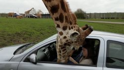 wenn die giraffe ins auto schaut