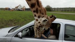 wenn die giraffe ins auto schaut