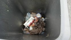 Wenn die Ratten aus dem Müll fliehen wenn die ratten aus dem muell fl