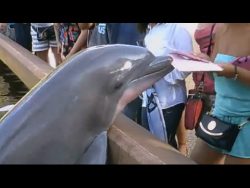 wenn ein delfin ein ipad klaut