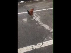 wenn ein hahn am marschieren ist