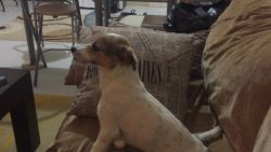 Wenn Hunde Horrorfilme schauen wenn hunde horrorfilme schauen