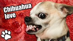 Wenn kleine Chihuahuas Hunde wütend sind wenn kleine chihuahuas hunde wue
