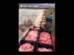 wenn krokodile gefuettert werden