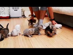 wenn man 10 kleine katzen auf ei