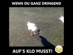 wenn man auf die toilette muss a