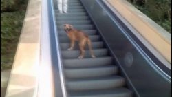 Wenn man keinen Bock hat, Gassi zu gehen wenn man keinen bock hat gassi z