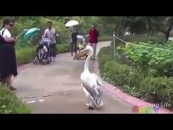 wenn tiere zu gangstern werden