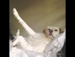 Wer ist der beste Hund der Welt wer ist der beste hund der welt