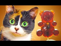 Wie man selbst einen Lutscher macht wie man selbst einen lutscher ma