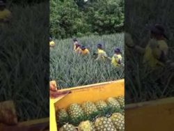 wie werden eigentlich ananas gee