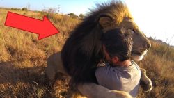 Wiedersehen mit dem Löwen wiedersehen mit dem loewen