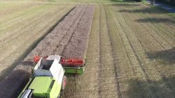 wildschweine bei der rapsernte m