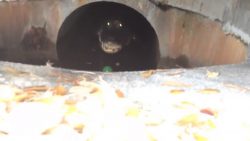 Wir haben ein Krokodil als neuen Nachbarn wir haben ein krokodil als neuen