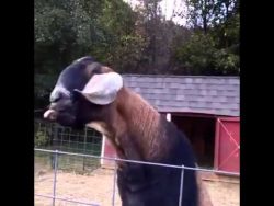 witzige ziege mit zunge