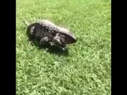 wow was fuer ein garstiger varan