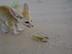 wuestenfuchs jagt skorpion