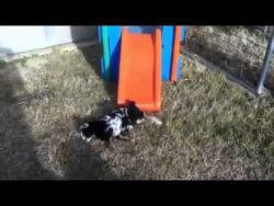 ziege klettert auf eine hollywoo